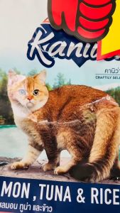 Kaniva คานิว่า อาหารเม็ด สำหรับแมวเลี้ยงในบ้าน 1.3kg