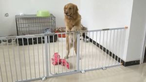 Safety Gate and Rail for Babies and Pets Auto Close Pressure Mount for use at Doorway Corridor Balco