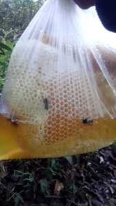 madu hutan asli madu odeng madu abila nature
