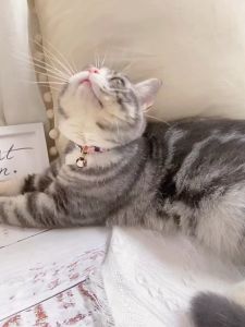 vòng cổ chuông thú to nhiều mẫu dành cho chó mèo - T3 PETS SHOP