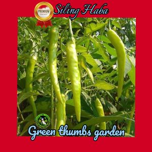 SILING HABA HYBRID SEEDS