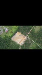 UTREAM FARM Authentic Chinese Health Tea - Orthosiphon Aristatus (Misai Kucing) 2-Pack