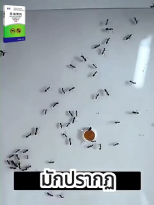 ซื้อ 2 แถม 1 💥ไม่มีปลวกในบ้านครับ💥Hb เหยื่อกำจัดปลวก เหยื่อปลวก เยื่อปลวกอาหารปลวก ฆ่าปลวก กำจัดปลวก เหยื่อปลวกตายยกรัง