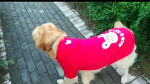 Áo hoodie nỉ bông khuy bấm cho chó to lớn và vừa R&B - Đen Ta pet shop