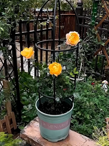 【จัดส่งในวันเดียวกัน】ซุ้มกุหลาบ โครงกุหลาบเลื้อย ซุ้มไม้เลื้อย เหล็กแข็งแรง กระถางต้นไม ท่อเหล็กเคลือบ กันสนิ 145cm*28cm