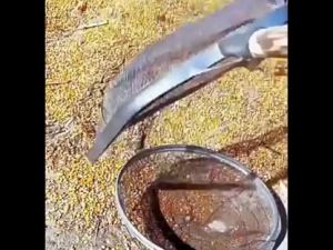 Filter Screen Soil Shovel Sturdy Easy Carrying Corn Peanut Filter Net Comfortable Handle Garden Sieve Soil Shovel Chestnuts Gardening Sieve Large Sieve for Separating Sample Sand Stone Filter Household Iron Wire round Industrial Separation Sieve