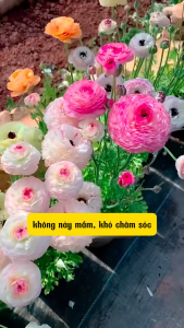 3 củ giống hoa hồng mao lương ( hồng ri ba tư ) hoa màu đỏ