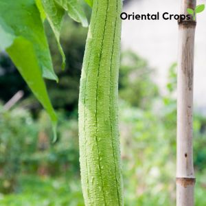 patola seeds for planting binhi pantanim