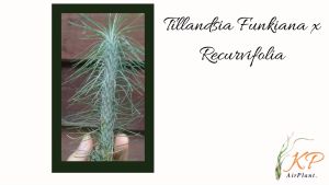 【Limited Stock】Tillandsia funkiana x recurvifolia / 空气凤梨- 银狐