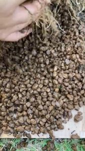 ดินอะคาดามะ Akadama Bonsai Earth เกรด A ผสมปลูก-รองก้นกระถางเพิ่มการเกิดราก ระบายน้ำ-อากาศ ดินไม่เละไว 2.5ลิตร/14ลิตร