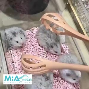 MiA Capit Penangkap Hamster Sarung Tangan Anti diGigit Sakit Penjepit Serbuk Serutan Kayu Kandang