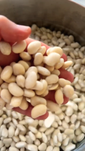 有机白芸豆 500g | Organic White Kidney Bean | Kacang Putih Organik | 白豆 | 减肥代餐 | Untuk Diet | Plant based Protein