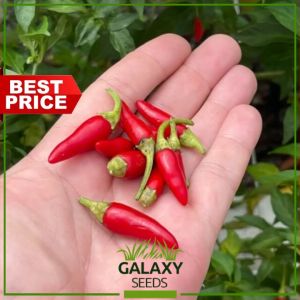 "GalaxySeeds" Birds Eye Chili Seeds (20 Seed) for Planting Vegetable Plants Siling Local Demonyo hot pepper Tabasco