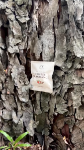 SBK Premium Coffee Fragrance