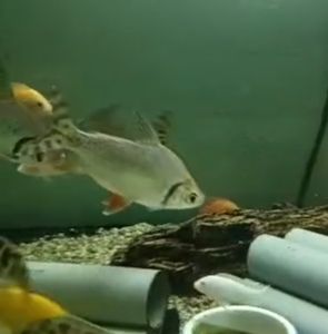 Red Feifong Live Fish 6-7inci 15-17cm Algea Eater