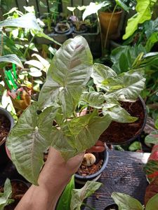 ต้นมิลล์ คอนเฟค (milk confetti)