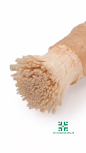 Siwak Holder kayu Sewak Al fazal / Siwak Miswak Alfazal Premium