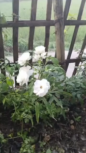 SARUNG TANGAN RAJUT SARUNG TANGAN LAPIS KARET TEBAL SARUNG TANGAN SAFETY SARUNG TANGAN PEKERJA SARUNG TANGAN RECONDISI