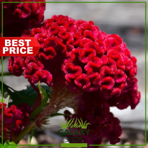 "GalaxySeeds" Palong-Manok RED COCKSCOMB Flower Seeds for Planting (10 Seed)