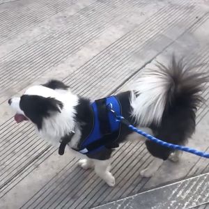 Đai yếm ngực cho Chó poli.ce K9 (không kèm dây dắt) - Love pets shop