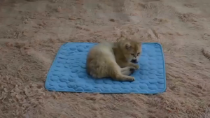 Pet Dog Bed Summer Washable Cooling Summer Pad Mat For Dogs Cat Blanket Sofa Breathable Dog Mat