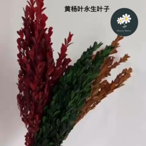 永生花叶材 小叶黄杨 Preserved Buxus Microphylla Flower ~90-100g Per Bundle