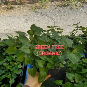 Cây giống rau diếp cá(dấp cá)