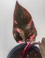 Philodendron Pink Princess

อนุบาลพร้อมส่ง. 