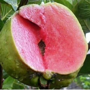 Bibit jambu kristal merah  tanpa biji siap berbuah