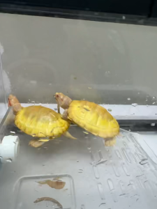 纯种白化巴西龟变异白巴中华黄金长寿龟深水龟网红招财乌龟便宜龟