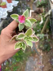 Echeveria Claudia Rose Succulent 克罗地亚玫瑰諁多肉植物Succulent