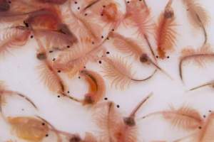 1 Box Sea Monkey Air Masin/Artemia Nyos/Live Food/Artemia
