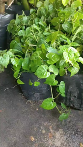 ขจรหรือสลิด แพ๊ค3ต้น179บาท  พร้อมปลูก