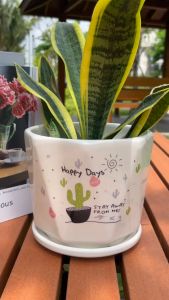 Chậu trồng cây size 17cm - kèm đĩa đựng nước