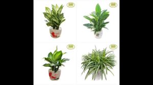 Cây phong thủy mệnh Kim để bàn làm việc thu hút tài lộc Minh Hân Garden