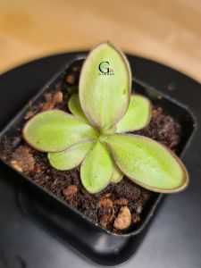 Pinguicula Agnata x Cyclosecta [Butterwort Pinguicula][Carnivorous Plants][GILAGARDEN]