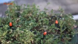 30M Garden Plant Watering Kit Garden Fog Cooling Irrigation System with Distribution Tube Hose Adjustable Nozzle 1/4 inch Hose