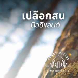 เปลือกสน นิวซีแลนด์ orchiata วัสดุปลูก กล้วยไม้ ไม้ประดับ มอนสเตอร่า ช่วยให้ดินโปร่ง