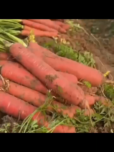 เมล็ดของผลไม้แครอท ที่กรุบกรอบรสชาติหวานหัวใจสีแดงเมล็ดแครอทหัวไชเท้า