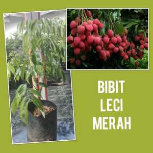 Bibit Tanaman Buah Leci Merah Siap Berbuah