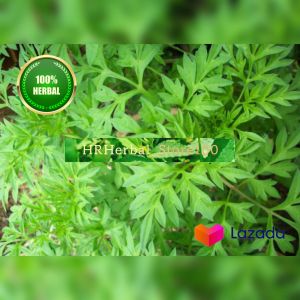 Daun Kenikir Segar 100Gram langsung petik obat herbal daun kenikir segar organik