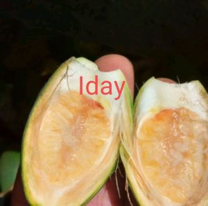 1kg buah pinang muda asli seger PALING MURAH MERIAH obat herbal alami BELI 5KG GRATIS 500G