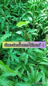 น้ำดอกไม้เบอร์ 4 ขนาด 65-100 ซม. สามารถออกลูกได้ตลอดทั้งปี ผลดิบมีสีเขียวนวล เนื้อมีสีขาวแน่น และหนา มีรสเปรี้ยวจัด ผลสุกมีสีเหลืองเข้มหรือเหลืองทอง เปลือกผลบาง