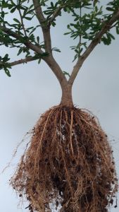 SAENGSIMBUR MICRO VIETNAM BAHAN BONSAI