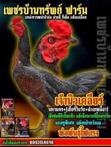 VIPไข่ไก่ชนพม่าสายเลือดเงินล้านนำเข้าผสมกับชุดแม่ไก่ VIP ที่จ่ายลูกมีผลงานแล้ว จากราคาฟองละ150บาท ชุด6ฟองในราคา600บาท