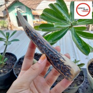 once klokotan tanduk RS asli dan original B3