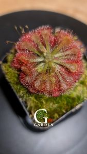 Drosera Spatulata [Sundew][Carnivorous Plants][GILAGARDEN]