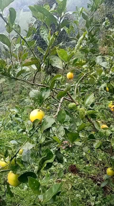 BUAH JERUK LEMON CALIFORNIA SEGAR ASLI DI PETIK LANGSUNG DARI KEBUN FRESH 1KG DADAKAN