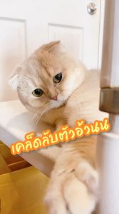 [400g] Clover (ฟรี 50g) อาหารแมวโฮลิสติกและเกรนฟรี สูตรมิกซ์บายยู สำหรับแมวทุกช่วงวัย