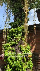 BIBIT BELIMBING WULUH Aneka bibit unggul NIRWANA